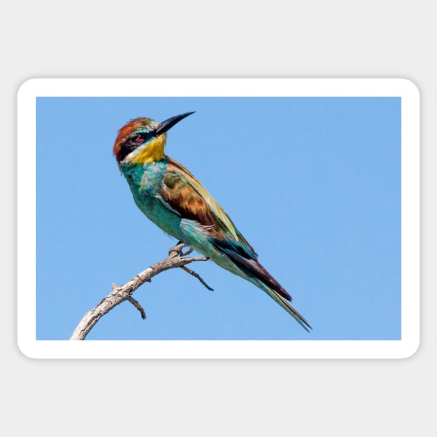 European Bee-eater, South Africa Sticker by scotch